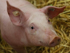 Germany in 2010: growth in pig numbers anticipated