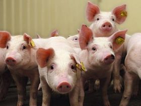 FVO: Belgium should improve pig, poultry welfare