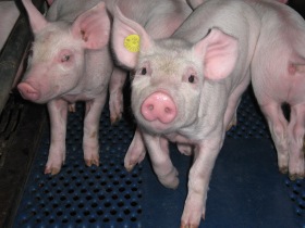 Chinese approve Porcine Circovirus vaccine