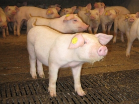 Positive developments in pig production Russia