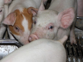 Research: Piglet tail behaviour encourages tailbiting