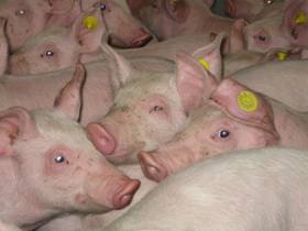 Report criticises EU pig production methods