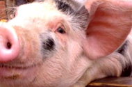AASV warns for Haiti as a source of pig diseases