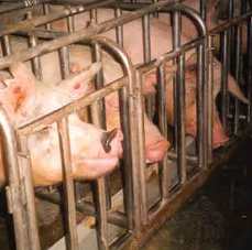 Maple Leaf cancels sow gestation crates