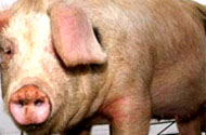 Danish scientists make tool to spot weak sows