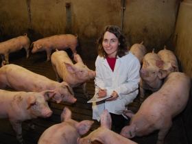 Glycerol tested as a pig feed ingredient