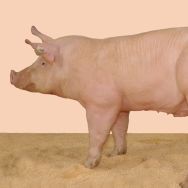 US Pork industry prepared for NAIS
