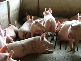 Boar fattening most efficient, says Provimi