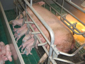 Castration: Anaesthetics could affect piglet hierarchy