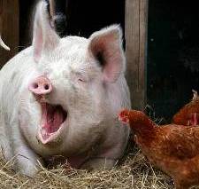 Avian flu risk for Anglian pig producers