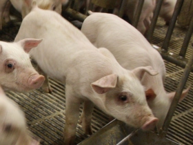 Early weaning has minimal effects on pig growth