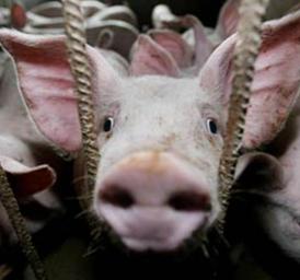 Malaysian pig industry remains defiant