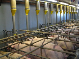 Draft code NZ suggests limited use of sow stalls