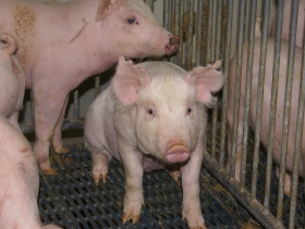 US, Russia agree on reopening pork market
