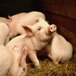 New vaccine effective against deadly viral pig disease