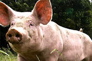 Tryptophan-enriched diet reduces pig aggression