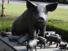 Dutch focus on carbon neutral pig farming