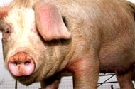 New swine flu vaccine against three virus subtypes