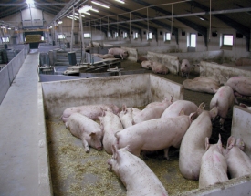 New report: EU member states’ approach to pig welfare rules