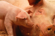 Topigs genetics: Top 25% of farms wean an average of 30 piglets