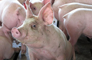 AgFeed Industries: Investment in major hog production project