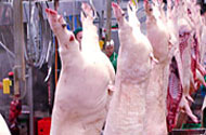 EFSA assesses risk of salmonella from pig meat