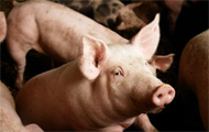 Decline in antibiotic use for Dutch livestock