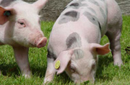 Variation in resistance to PRRS virus in Pietrain and Miniature pigs
