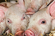 Canada invests $2 mln in animal health