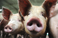 Dead hogs for months in Dutch pig house