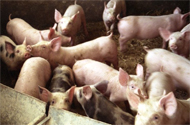 EFSA evaluates factors contributing to MRSA in pigs