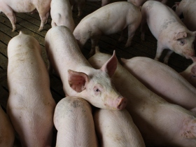 FDA: guidance on use of antimicrobials in pigs, poultry