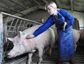 Health teams: for future proof pig farms