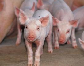 Mother sow important in teaching piglets to eat