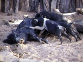 Smallholder pig systems need better feed and management
