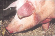 Vietnam: Recovering from blue ear epidemic – reluctance to raise pigs