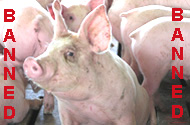 Pig imports banned in Cambodia