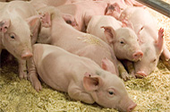 Reducing piglet diarrhoea and oedema disease with minerals