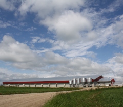LILLY PORK: Alberta, Canada