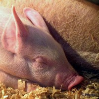 US pig producers against antibiotic ban