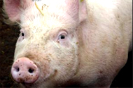 China: Soil near pig farms are major reservoirs of antibiotic-resistance genes