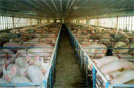 Canada: Help for new pig farmers wanting to start business