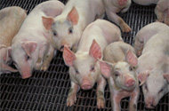 UK: Sky-rocketing demand for new pig housing