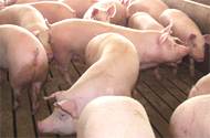 US: Pork Producers rally against GIPSA rule’s vagueness and consequences
