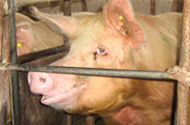Pork producers tackle gestation stalls discussion in Australia