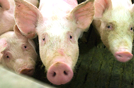 Philippines: Pig disease spread – kills hundreds of pigs