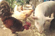 H5N1 bird flu virus able to jump to pigs