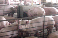 Canadian Government’s research investment will benefit swine producers