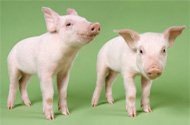 EFSA reviews most recent research on animal cloning