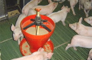 Pig farming in Europe – meeting the four P’s is essential